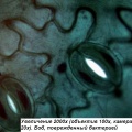 Фото - микроскоп Optika (Italy) Микроскоп Optika B-193 40x-1600x Trino